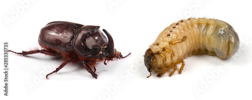 Fotografía Closeup shot of larva of a rhinoceros beetle (Oryctes nasicornis) and male rhin