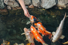 Feeding The Hungry Ornamental Koi Carps In The Pond. Women's Hand Hold Fish Food. Animal Care Concept.