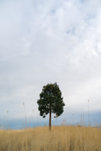 Solitary Tree