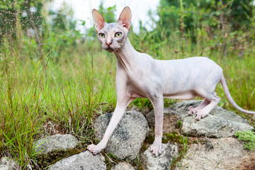 Don sphynx cat standing on stones with wide opened eyes and stretching long neck