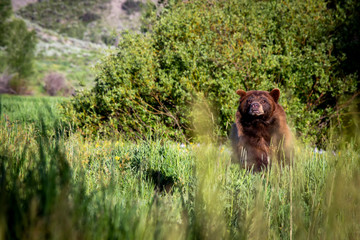 Wall Mural - Brown Bear 3