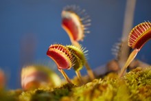 Venus's Flytrap Carnivorous Plant In A Garden