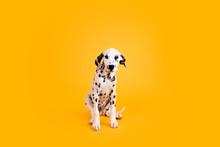 Dalmatian Puppy On Yellow Isolated Background