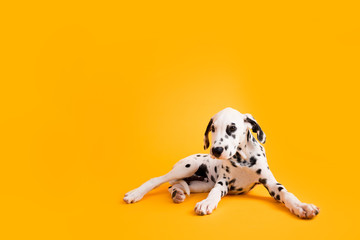 Wall Mural - Dalmatian Puppy on Yellow Isolated Background