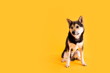 Wall Mural - Dog Sitting on Yellow Colored Background