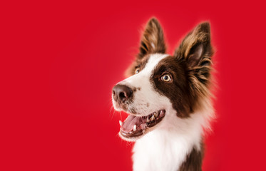 Wall Mural - Border Collie Dog on Red Isolated Background