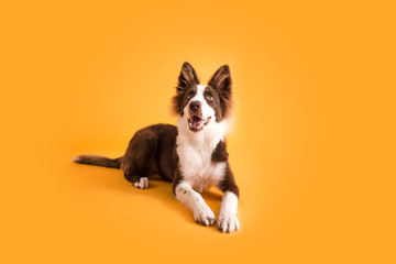 Wall Mural - Border Collie Dog on Isolated Yellow Colored Background