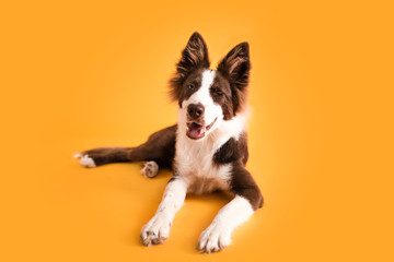 Wall Mural - Dog Winking on Isolated Colored Background