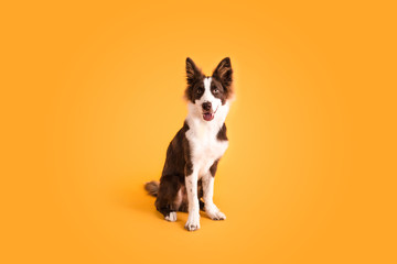 Wall Mural - Border Collie Dog on Isolated Yellow Colored Background