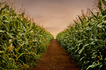 Wall Mural - Rows of fresh corn plants on a field with beautiful warm sunset light and vibrant colors