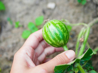 Wall Mural - small watermelon in the hand. A small watermelon in the hand. Watermelons are grown in the garden.