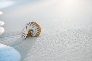 Wall Mural - nice and shine sea shell on  beach with perfect seascape