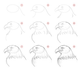 Wall Mural - How to draw step-wise sketch of imaginary cute eagles head. Creation step by step pencil drawing. Educational page. School textbook for developing artistic skills. Hand-drawn vector image.