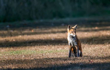 Wall Mural - Wild Red Fox in a field sitting in the sunlight