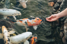 Feeding The Hungry Decorative Koi Carps In The Pond. Women's Hand Hold Fish Food. Animal Care Concept. Close Up.