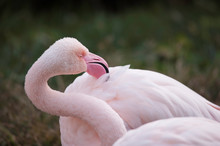 Closeup Of Pink Flamingo Preening