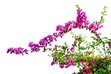 Pink Bougainvillea Flower Isolated On White Background