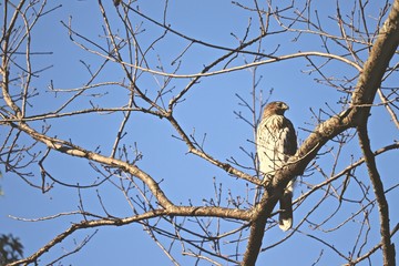 hawk on a tree