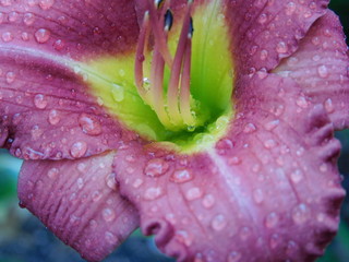 RAINDROPS FLOWER PINK