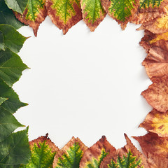 Wall Mural - Creative minimal autumn concept. Frame made of green and red autumn leaves. Gradient Fall Flat Lay. Top View