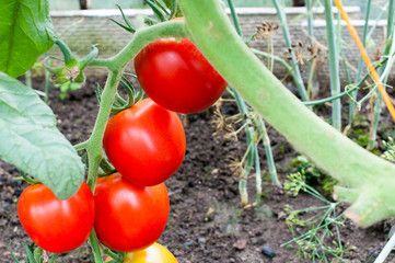 delicious and red tomatoes natural