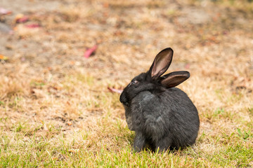 Wall Mural - cute black bunny sitting on brown grass field with head tilt back and scratching it with its foot