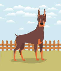 Wall Mural - cute doberman dog pet in the camp