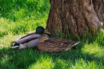 Content Mallard Couple