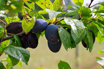 Sticker - Ripe plum fruit on tree.