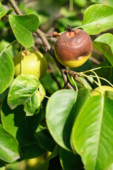 Wall Mural - Rotting apple on a tree and a fly on it.