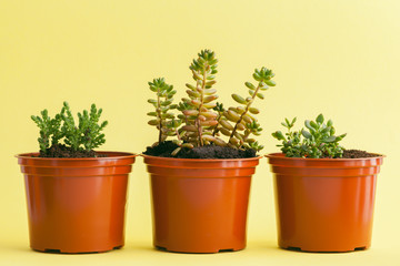 Canvas Print - succulent plant on a yellow background.