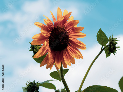Fotomural Gros plan sur une fleur de tournesol décoratif aux pétales jaune bronzé sous un