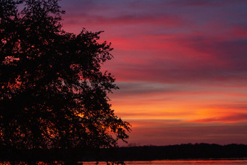 Tree at Sunset 2