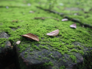 moss