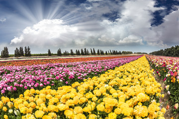 Canvas Print - Spring Flowers in Israeli kibbutz