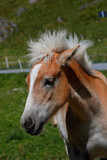 Fototapeta Konie - Junges Haflinger Pferd auf Weide Portrait