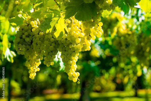 Cuadros en Lienzo Vineyard with growing white wine grapes in Lazio, Italy