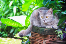 Curious Gray Tabby Cute Cat Sitting On Brick Pole In  Nature Garden Background