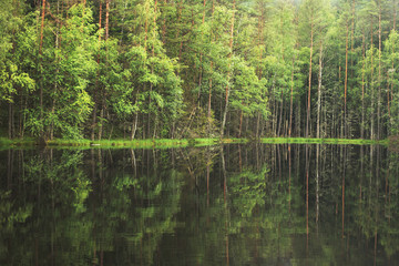  forest around the lake. reflection of trees in water. blue lakes on Naroch
