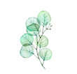 Watercolor Transparent Eucalyptus branch. Hand drawn botanical illustration isolated on white. Realistic floral design element for wedding stationery 