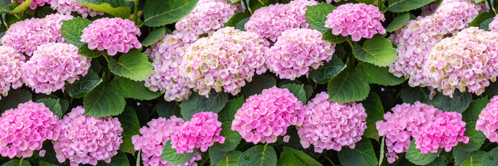 Wall Mural - Hydrangea pink flowers, hydrangea bloom in nature, background wallpaper panorama banner