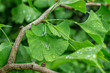© OlgaKorica - Green leaves of ginkgo biloba with raindrops close-up