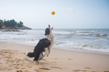 Shepherd Dog Playing At The Beach
