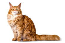 Big Maine Coon Cat Sitting In Studio On White Background. Isolated.