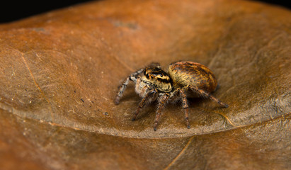 Small spider Salticidae on the dry autumn leaf.