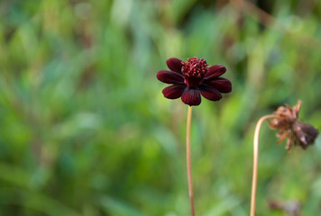 a chocolate cosmos is in full bloom by the one that has peaked its prime at a garden in tokyo, japan