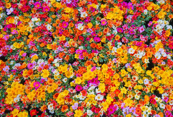 Wall Mural - Portulaca Grandiflora multi color flowers blooming in garden,top view background,Rose jepun, Portulacaceae,Portulace grandiflora,Rosemoss