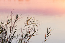 Grasses In The Shore Of A Lake At Sunset