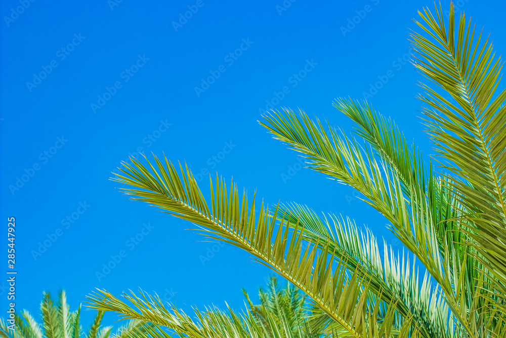 palm vivid green leaves on bright blue sky background tropic scenic ...