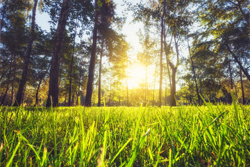 Wall Mural - Sunlight in the green forest. Summer and spring time nature.